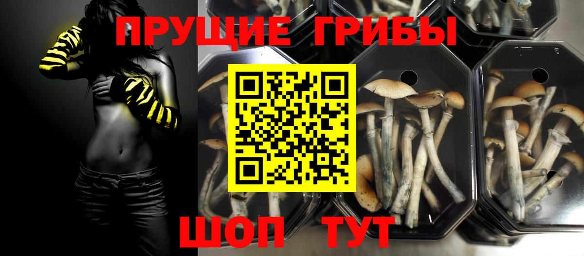 Галлюциногенные грибы Psilocybe Губкинский